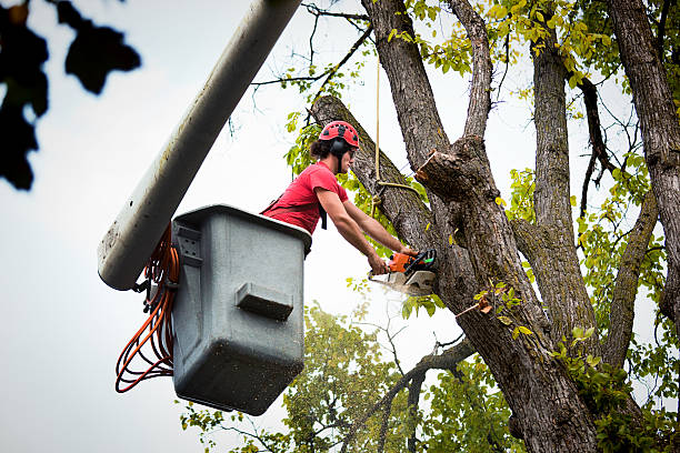 Trusted Cannelton, IN Tree Removal and Landscaping Services Experts